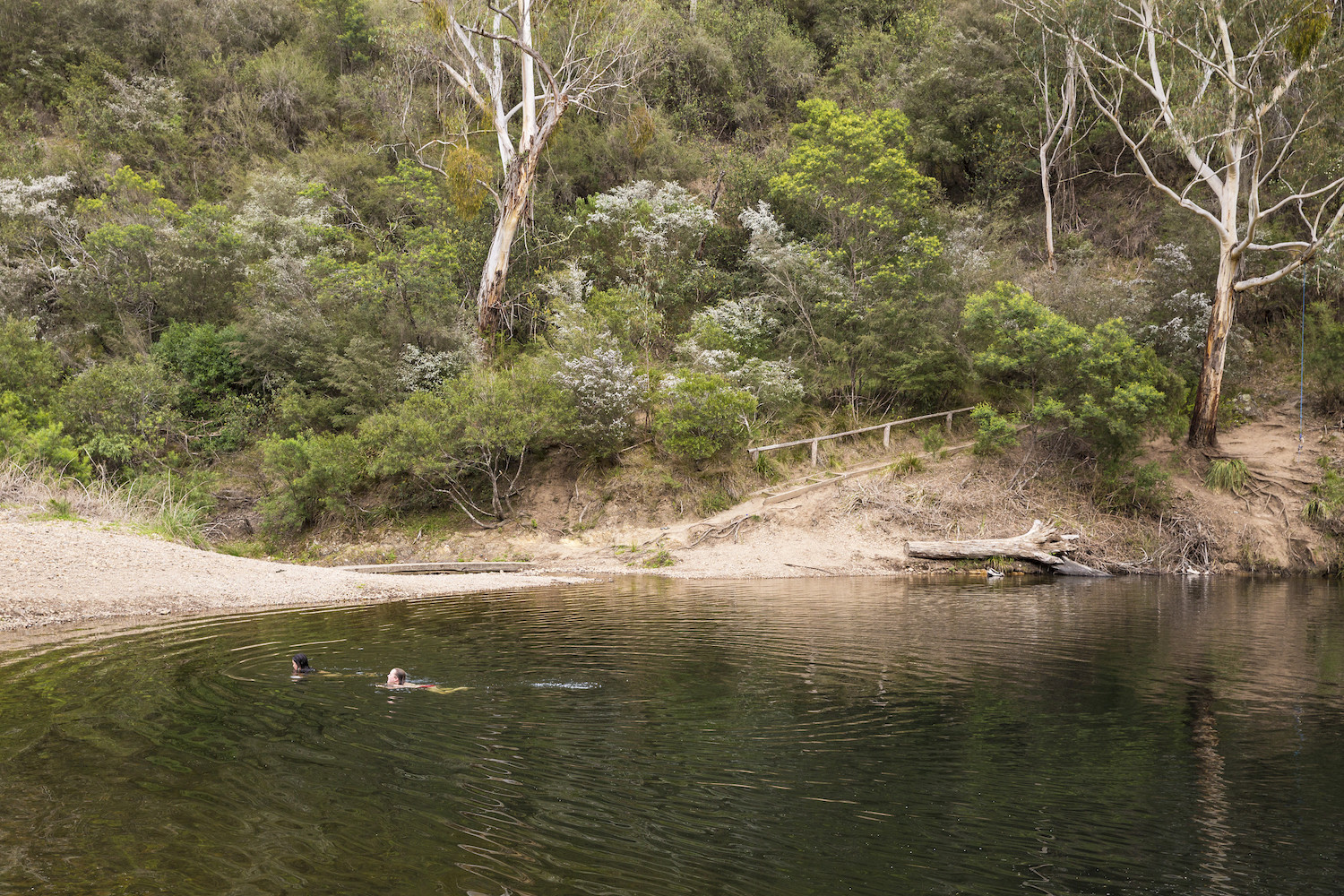 Where to spot PUFFING BILLY, Victoria - Camps Australia Wide