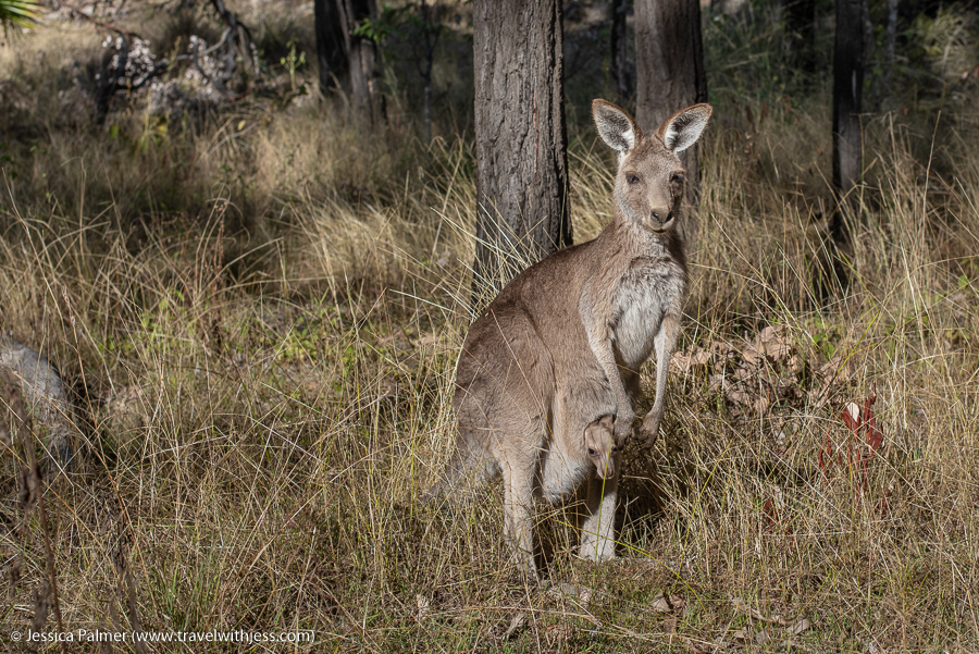 carnarvon gorge with kids