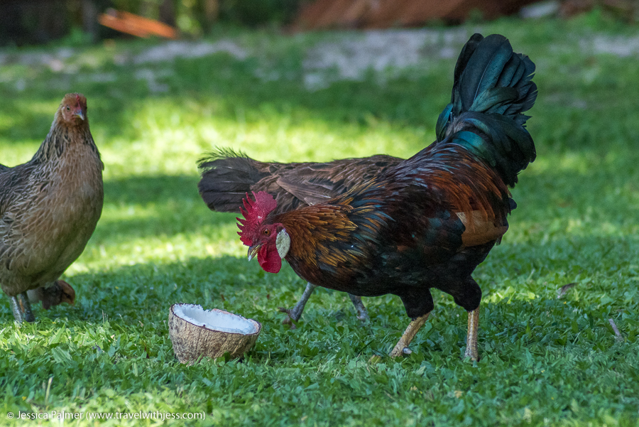 family accommodation rarotonga