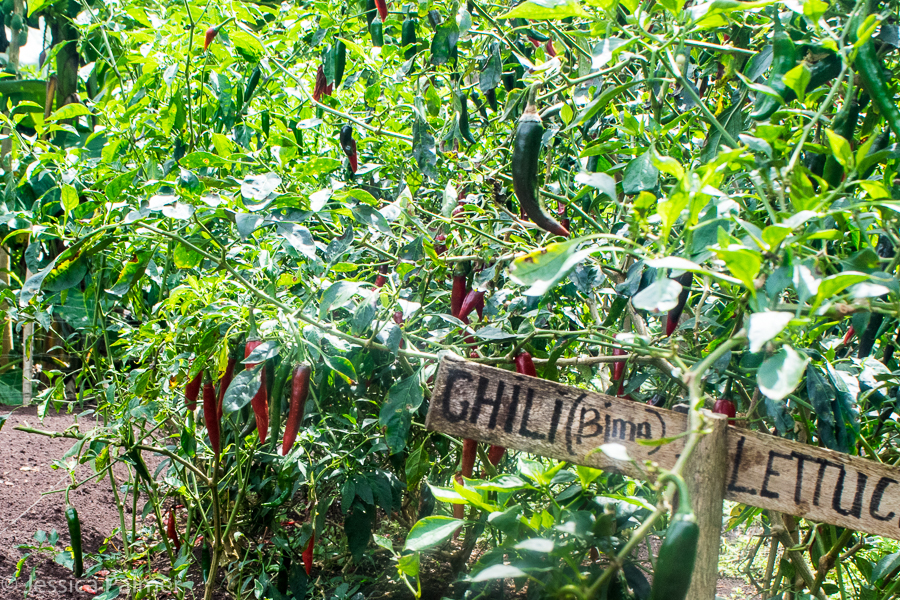 Freshwater Plantation aore island