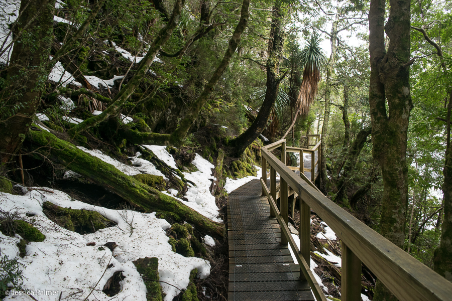 dove lake circuit Tasmania