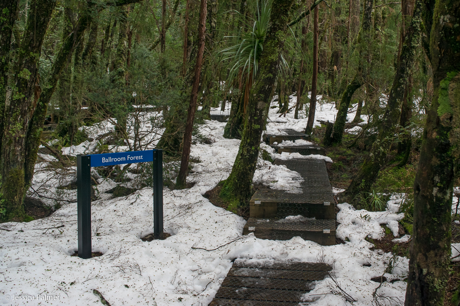 dove lake circuit Tasmania