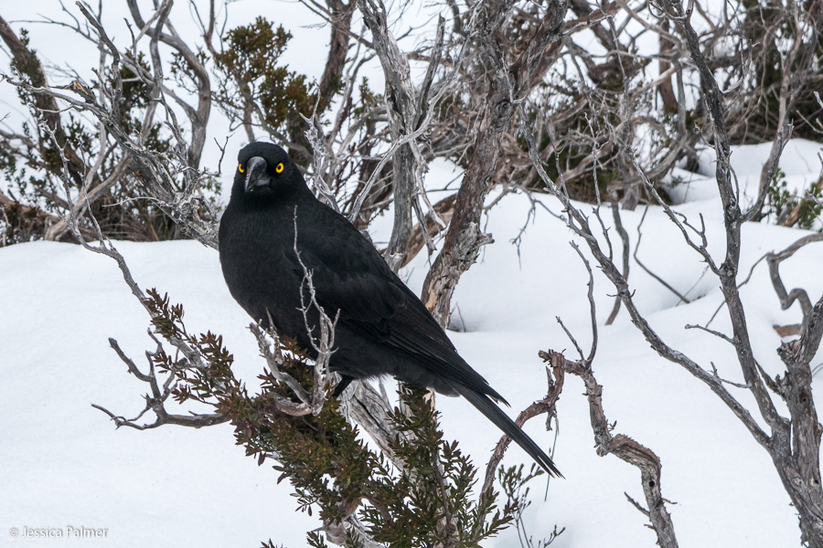 dove lake circuit tasmania