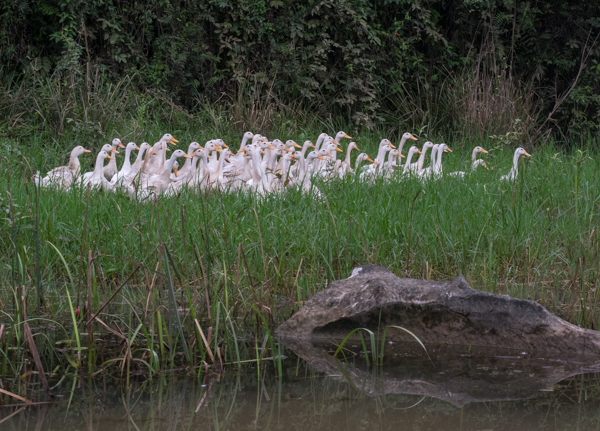 van long nature reserve