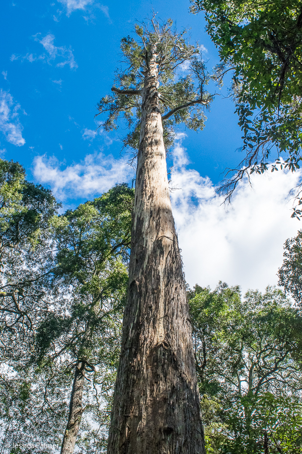 evercreech forest reserve