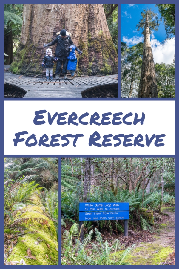 evercreech forest reserve