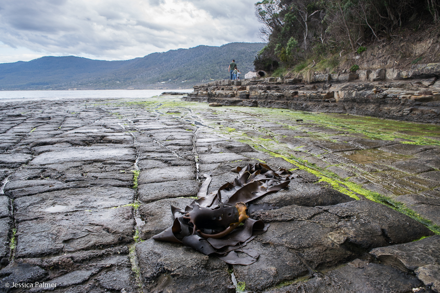 things to do tasman peninsula