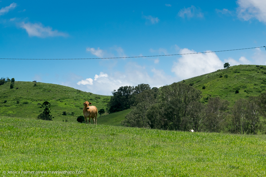 noosa walks noosa trail network