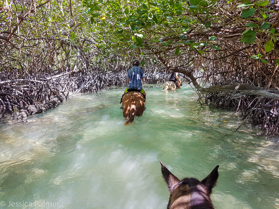 horse riding in vanuatu
