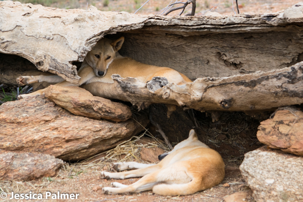 things to do red centre