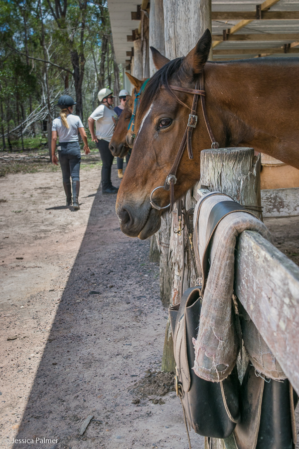 susan river homestead