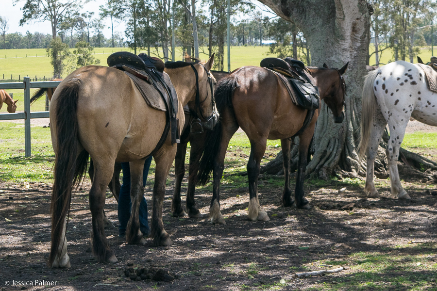 susan river homestead