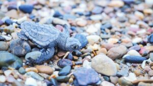 turtles at mon repos turtle sands