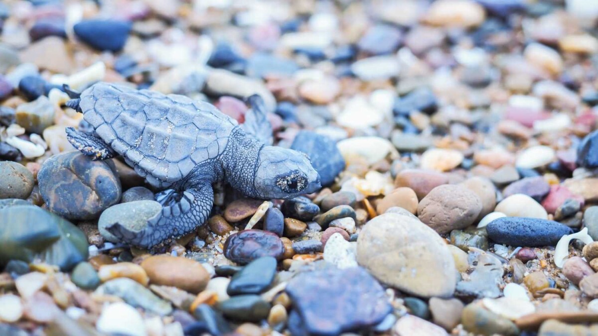 turtles at mon repos turtle sands
