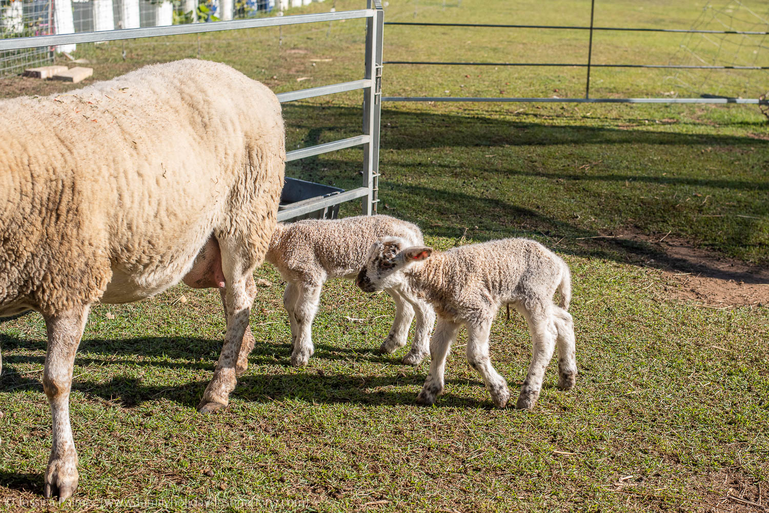 ewe nique hobby farm