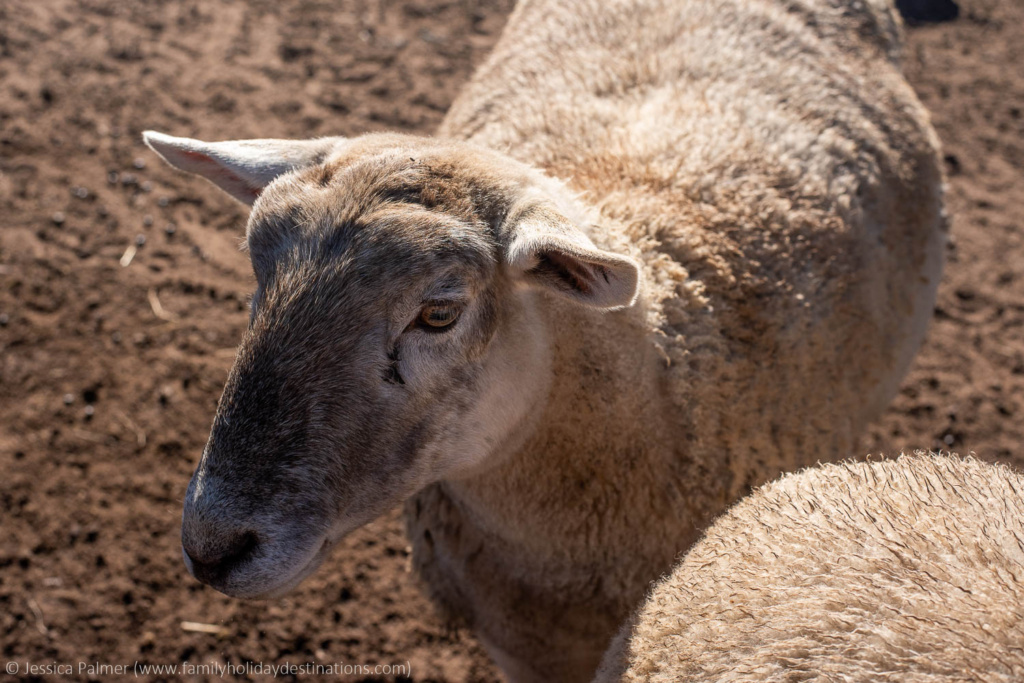 ewe nique hobby farm