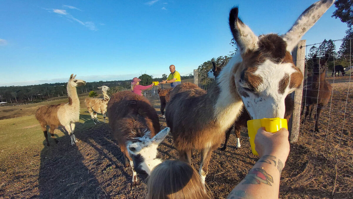 things to do in ipswich