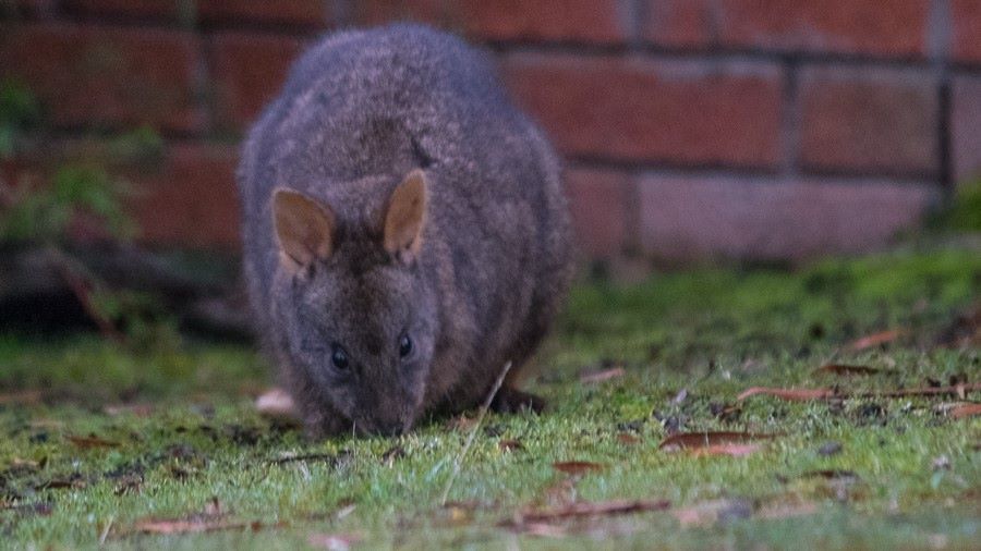 tasmania itinerary 10 days