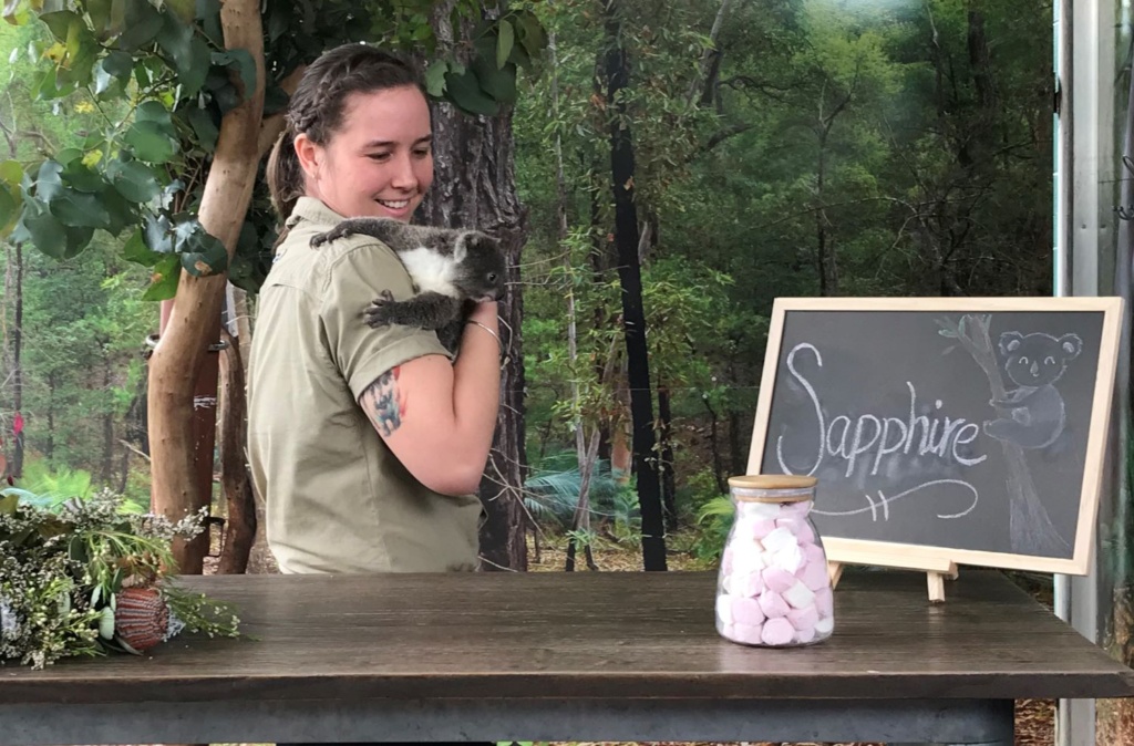 sapphire koala joey