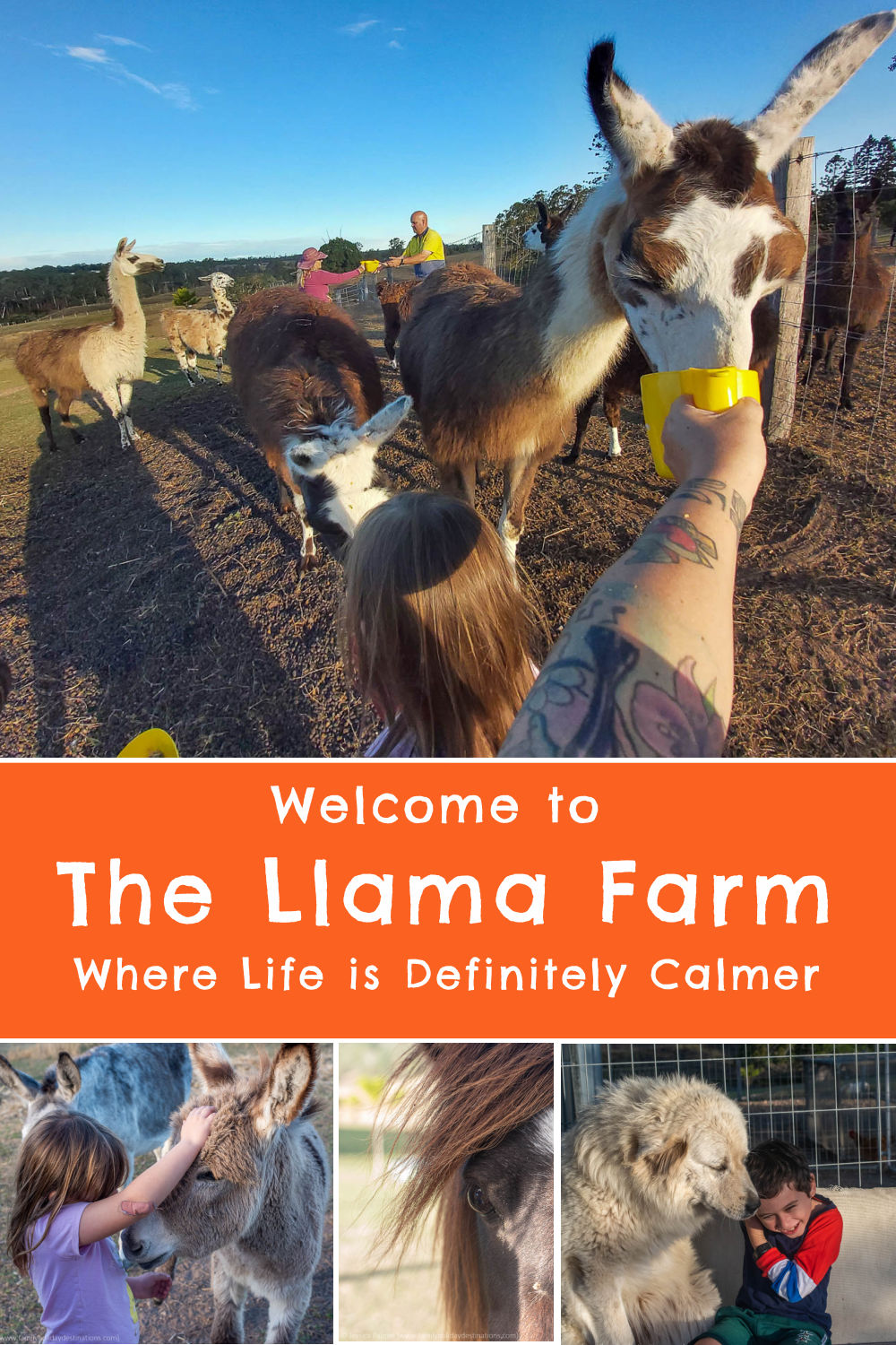 the llama farm