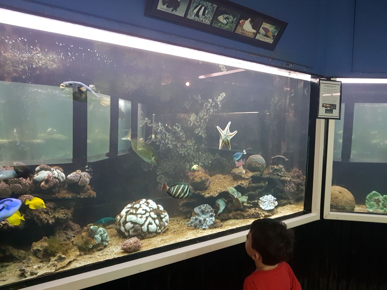 things to do in hervey bay