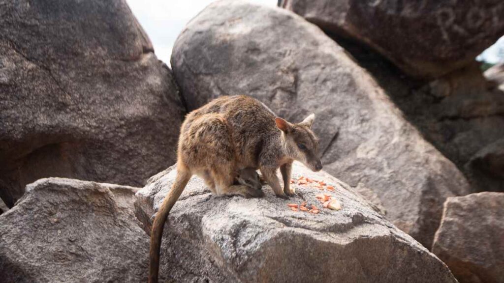 things to do magnetic island