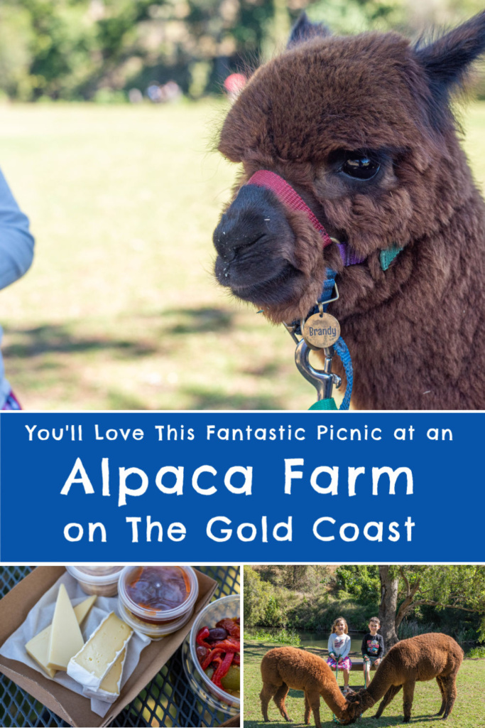 alpaca farm gold coast