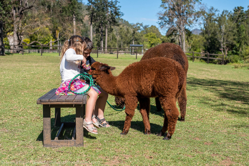 alpaca farm gold coast
