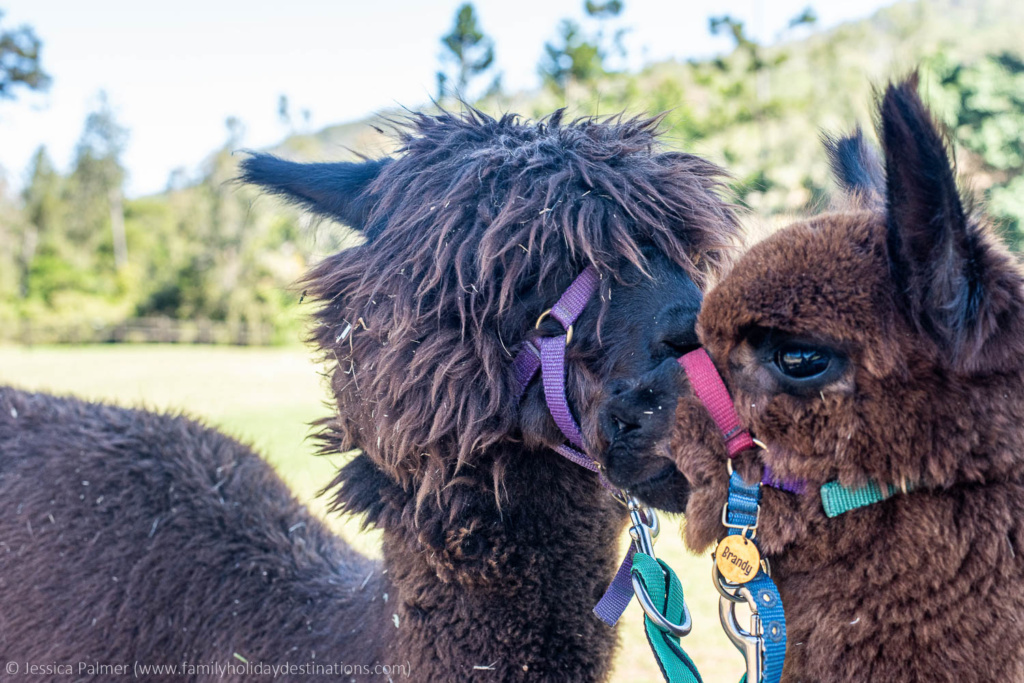 alpaca farm gold coast