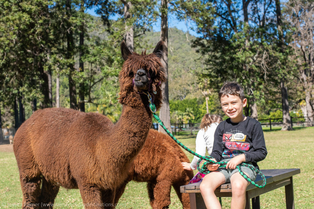 alpaca farm gold coast