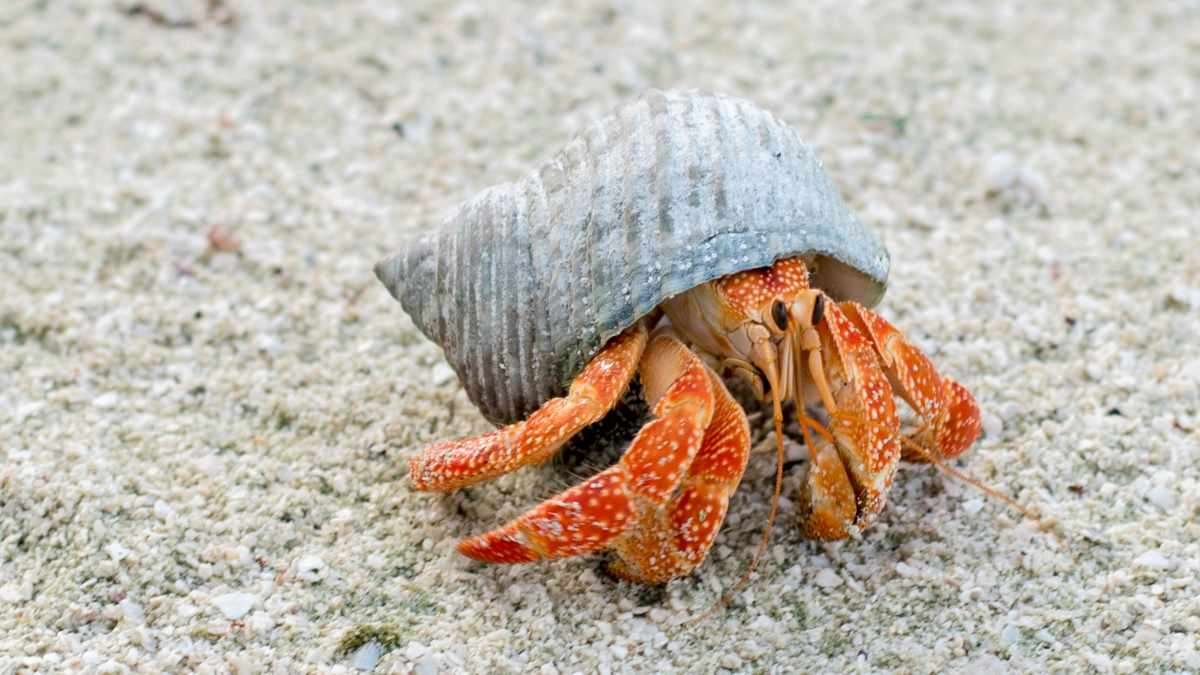 Flip Flops in Church and Crabby McCrab Face: Island Life in Aitutaki