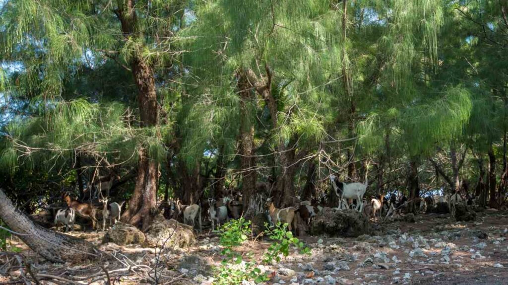 things to do in Cook Islands