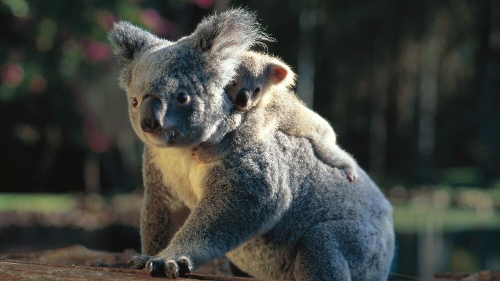 things to do in Yeppoon with kids