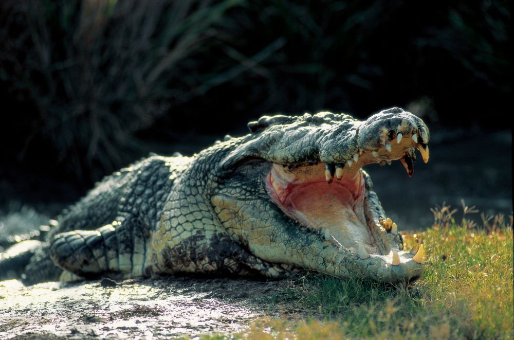 things to do in yeppoon