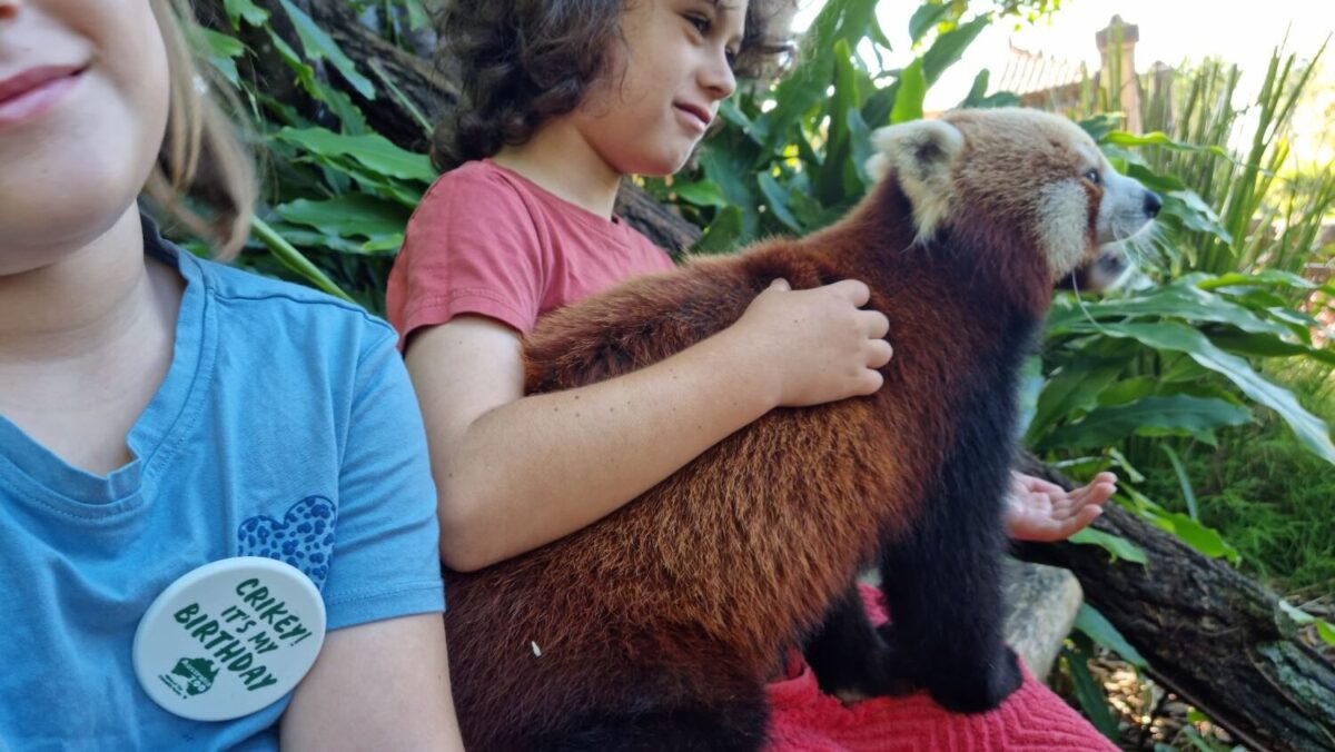 Australia Zoo Red Panda Encounter: Is It Worth It?