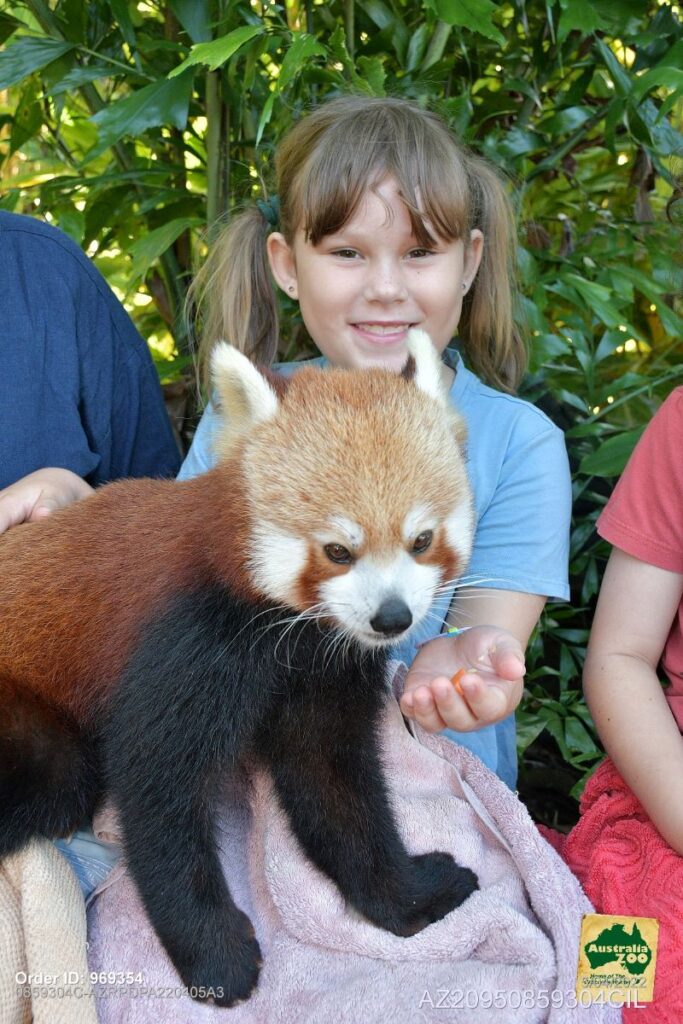 red panda experience