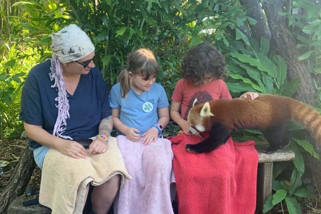 red panda experience