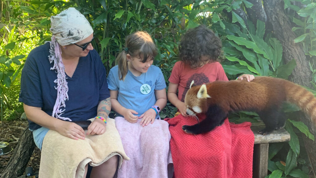 Australia Zoo Red Panda Encounter