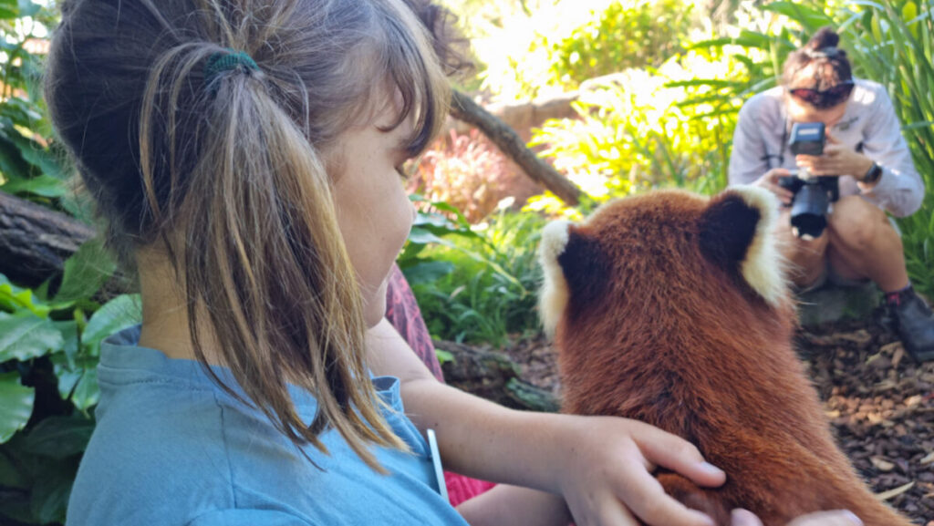 Australia Zoo Red Panda Encounter