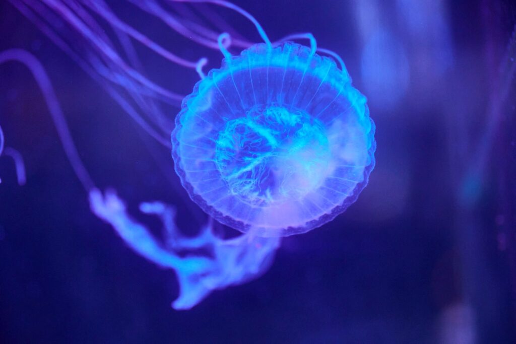 Sea Life Melbourne Mauve Stingers in Jelly Lab