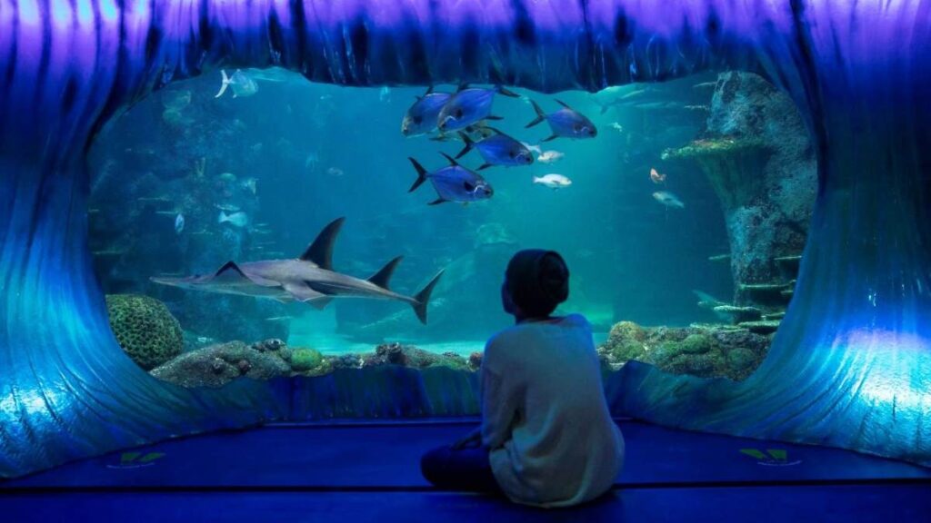 things to do with kids Sydney