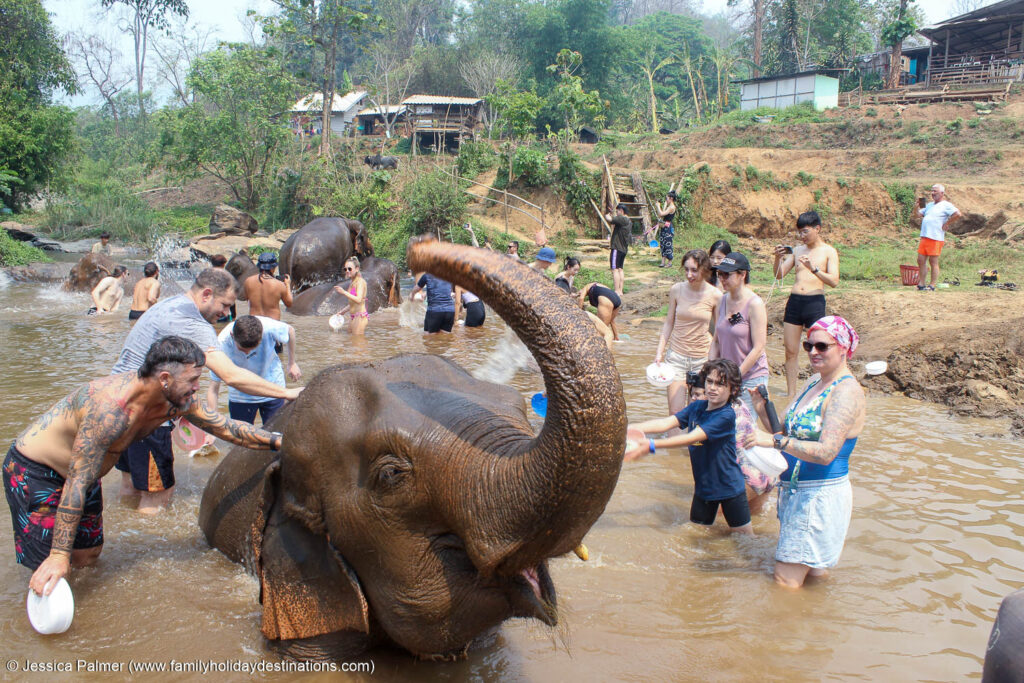 jungle elephant sanctuary chiang mai