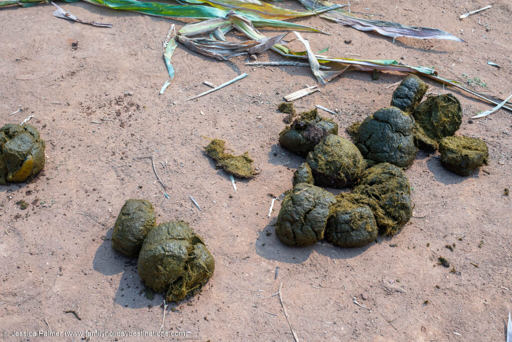 jungle elephant sanctuary chiang mai