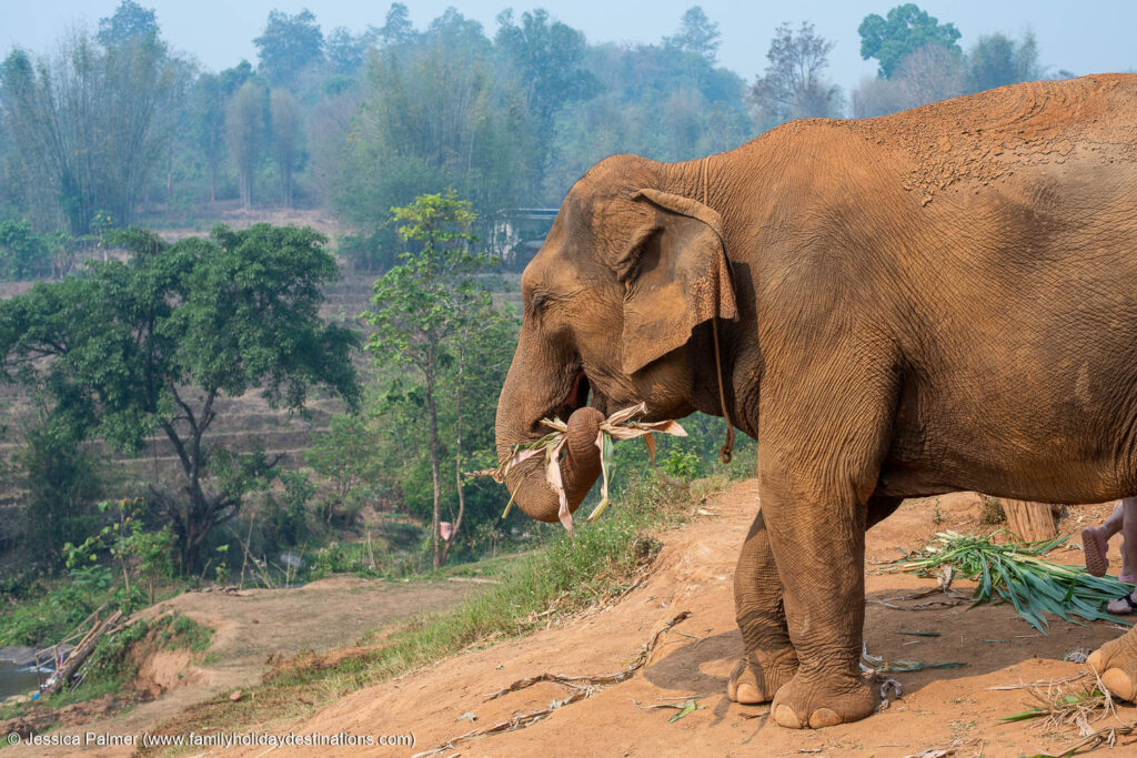 jungle elephant sanctuary chiang mai
