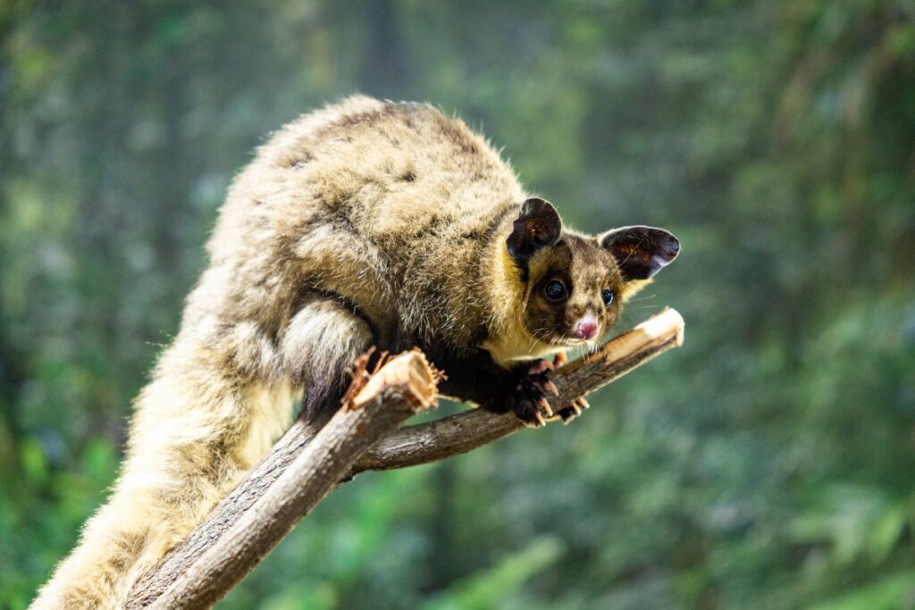 David fleay wildlife park