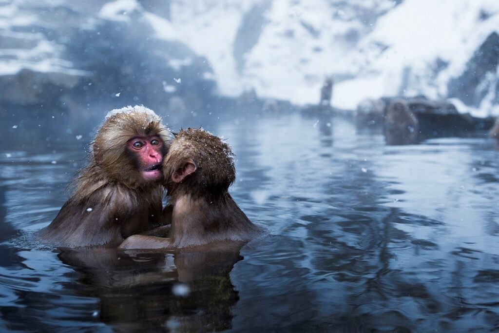 Japan National Parks Snow Monkey Park