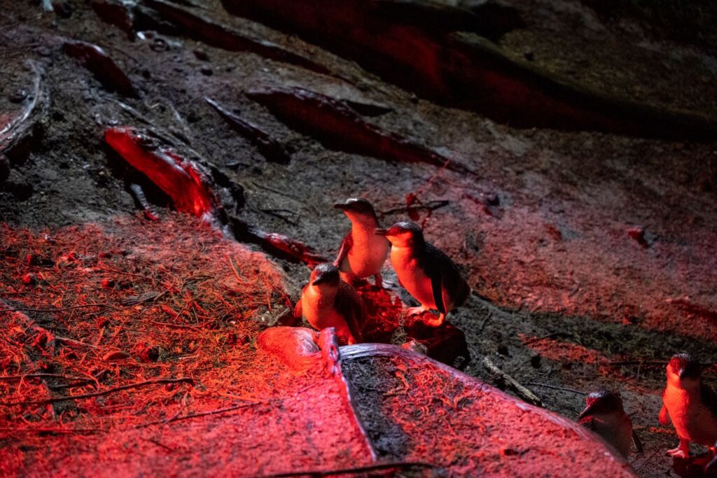 where to see wildlife in Tasmania