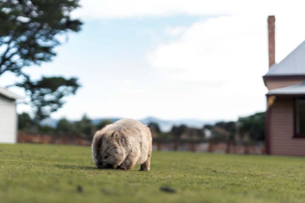 where to see wildlife in Tasmania
