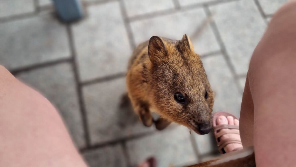 what is australia known for
