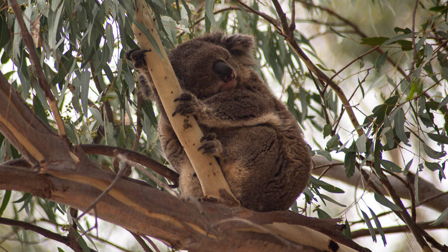 What is Australia known for